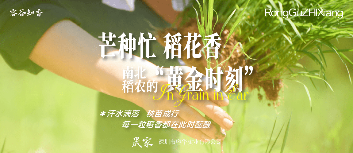 芒种忙，稻花香：南北稻农的“黄金时刻”